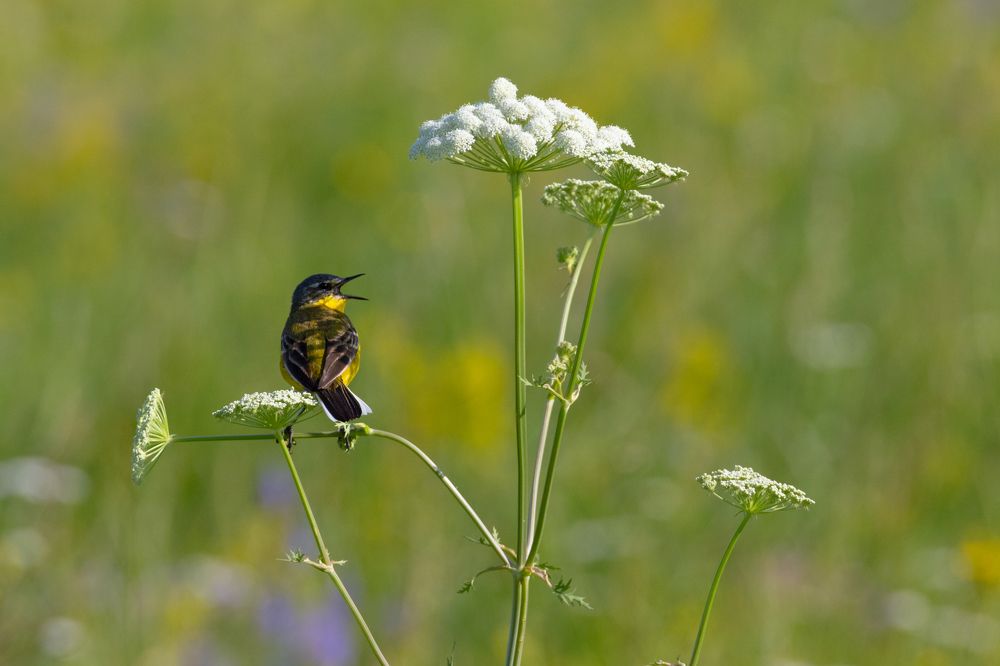 Певец в тени