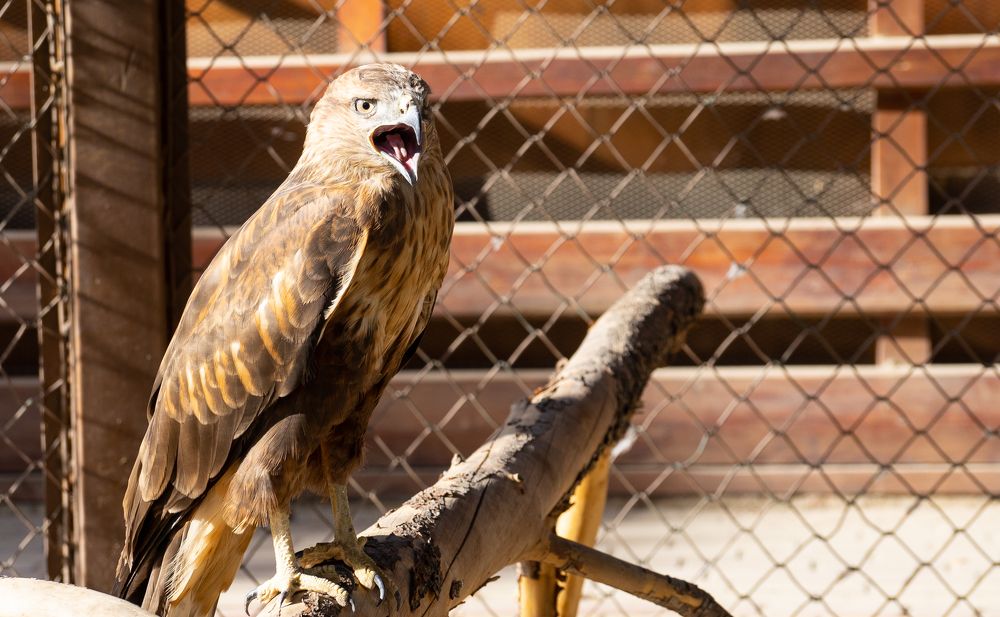 Photograph by Сергей Хранитель