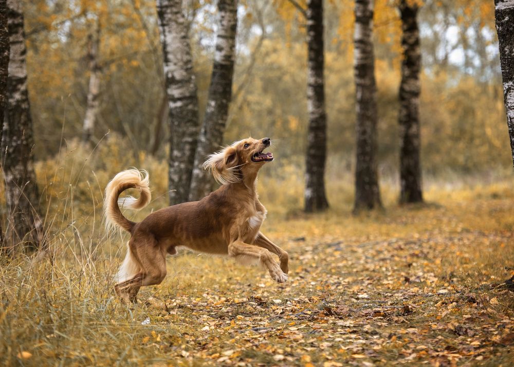 Фотография автора Ольга Фомичева