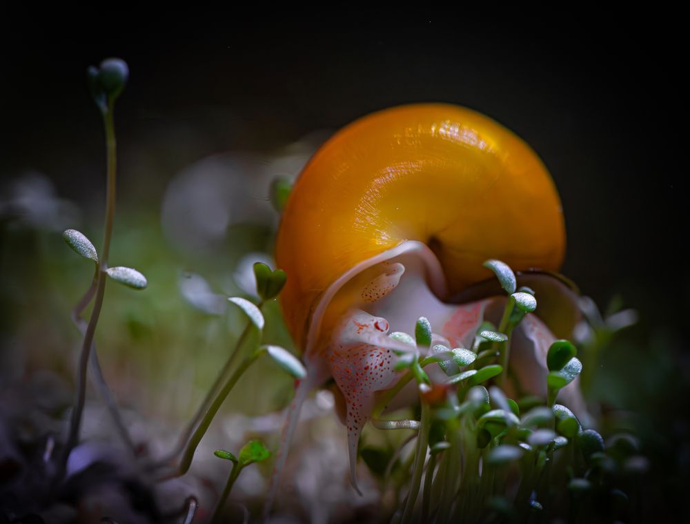 Photograph by Сергей Басов