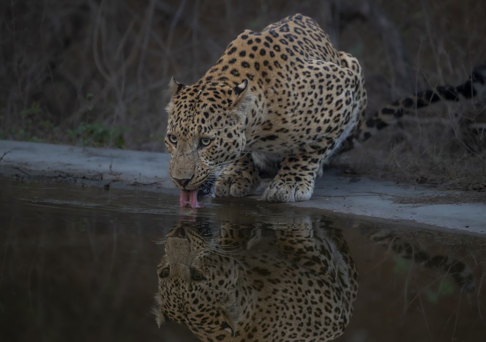 Photograph by Harsha Devalla