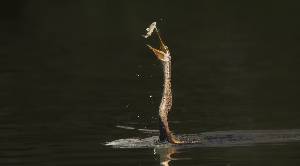 Photograph by Harsha Devalla