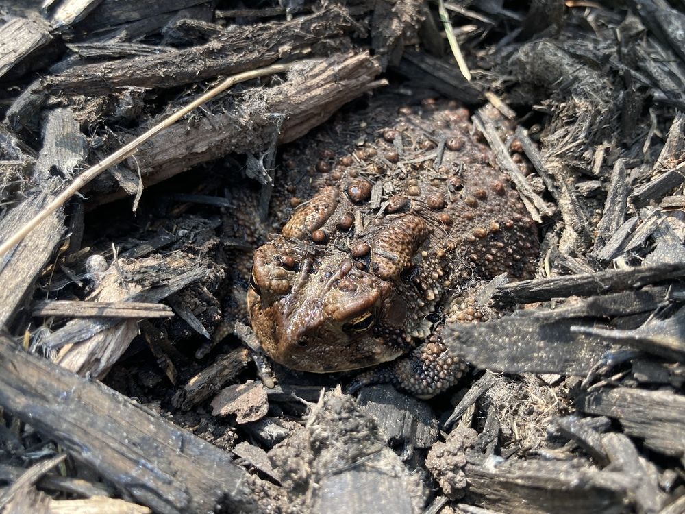 Perfectly Camouflaged