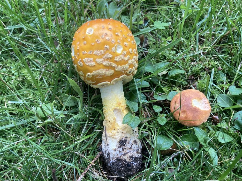 Watch Out for Toadstools