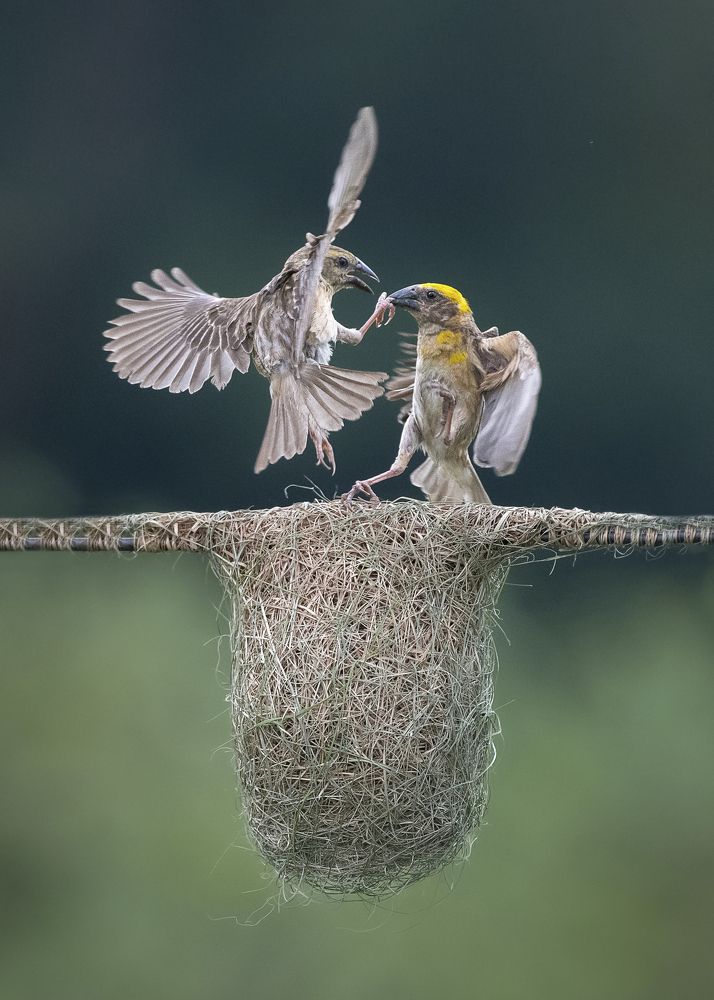 Photograph by Prabhat Ghosh
