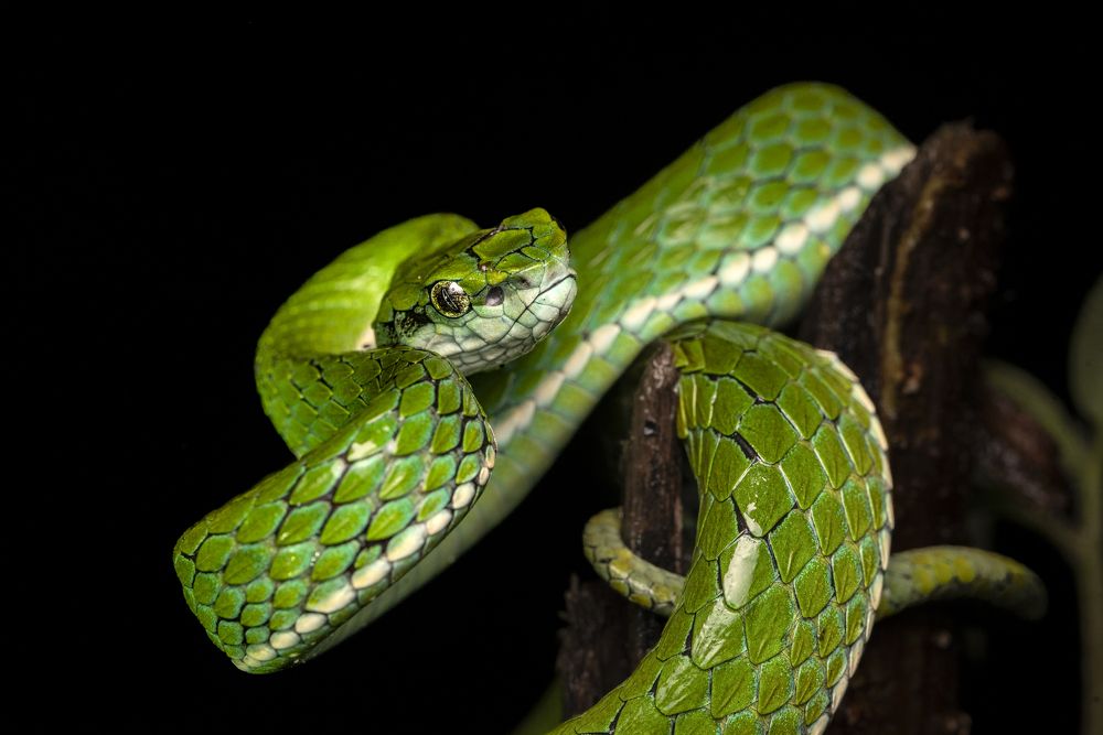 Photograph by Harsha Devalla