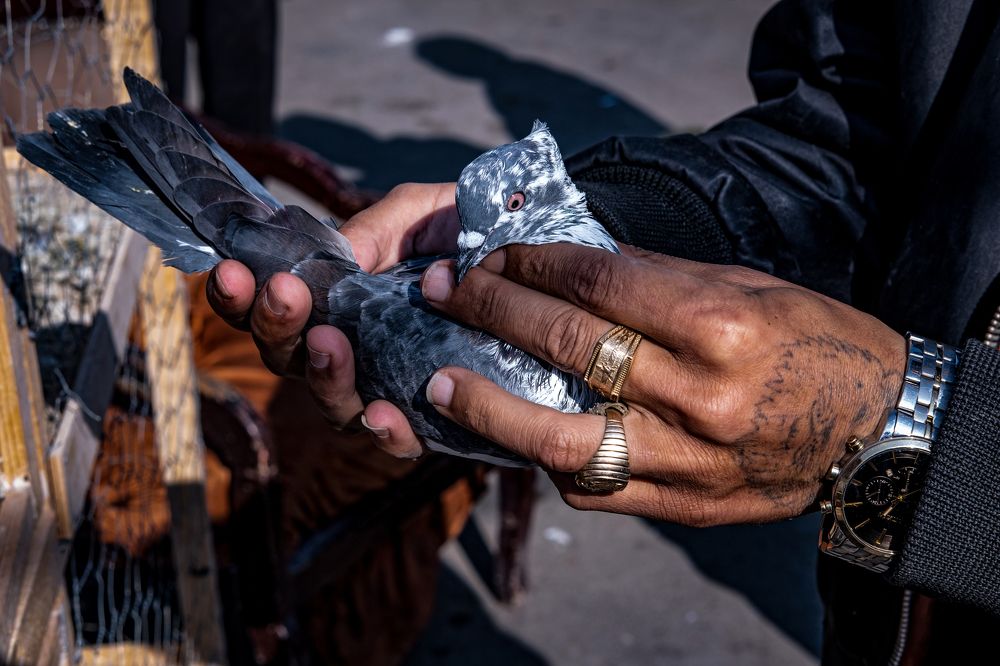 Photograph by mohammad mehdi pourorouj