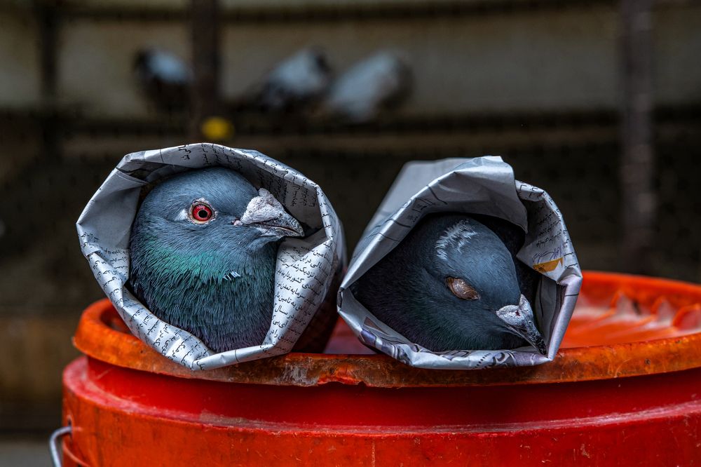 Photograph by mohammad mehdi pourorouj