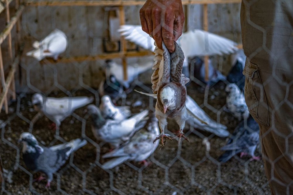 Photograph by mohammad mehdi pourorouj