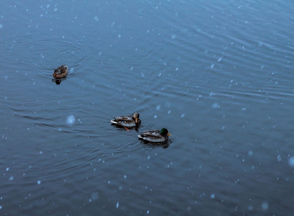 Photograph by Любовь Иванова