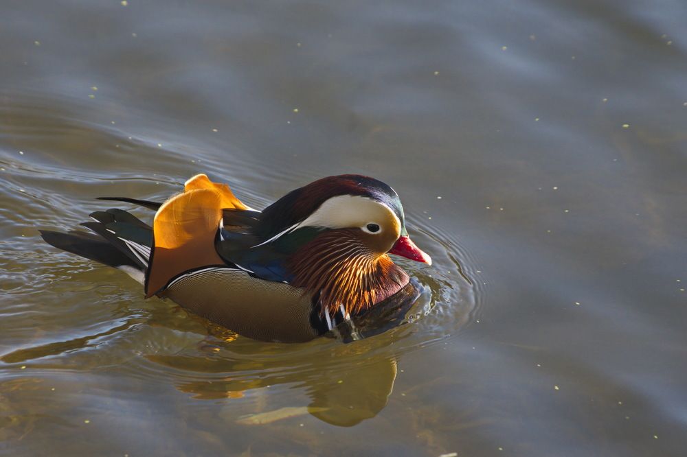 Photograph by Алексей Бородинов