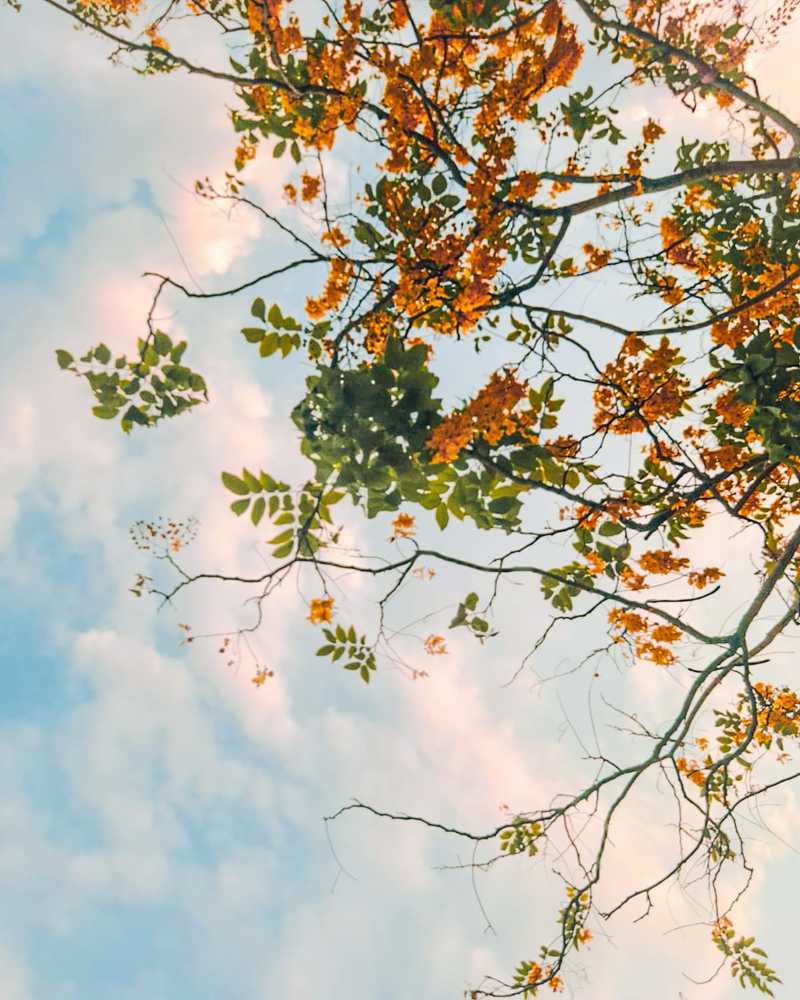 Flowers Beneath The Sky