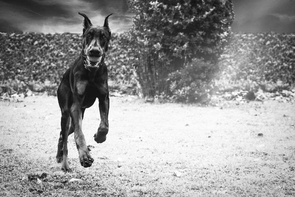 Photograph by veronica cipolla