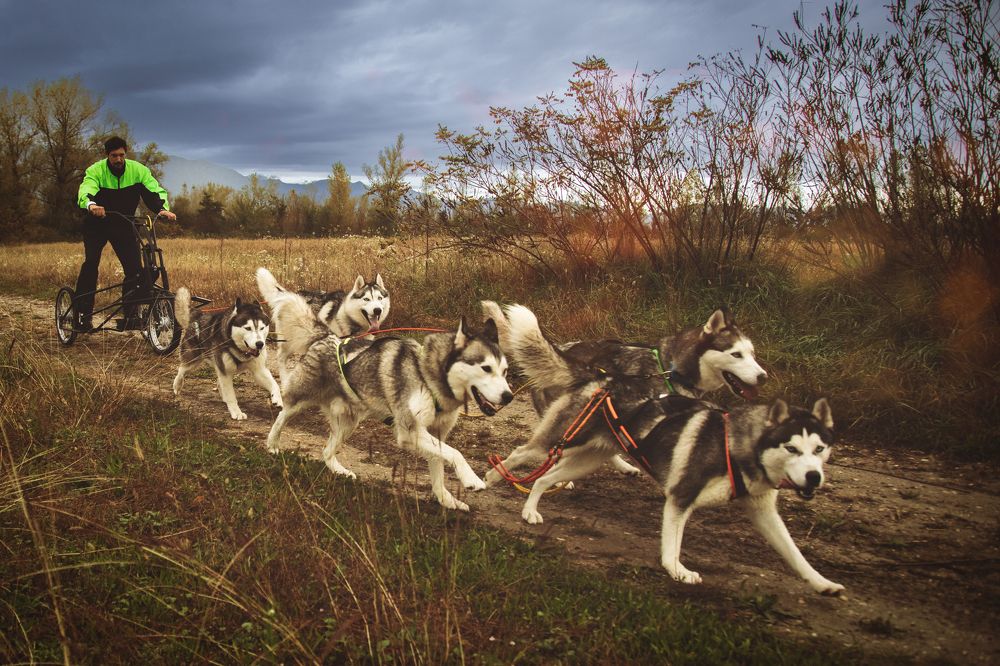 Photograph by veronica cipolla