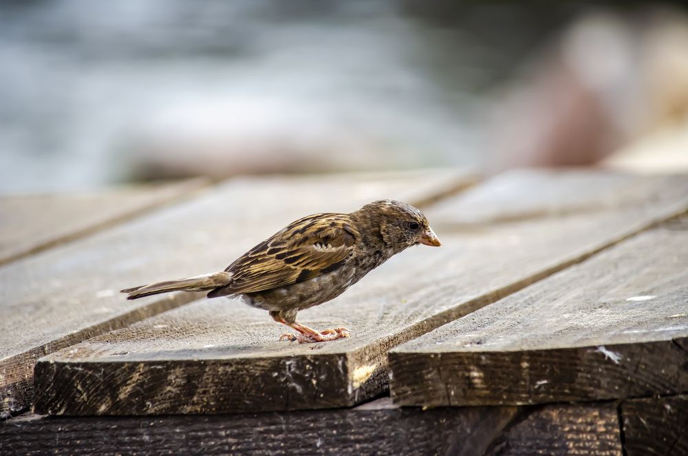 Photograph by Юлиана Иванова