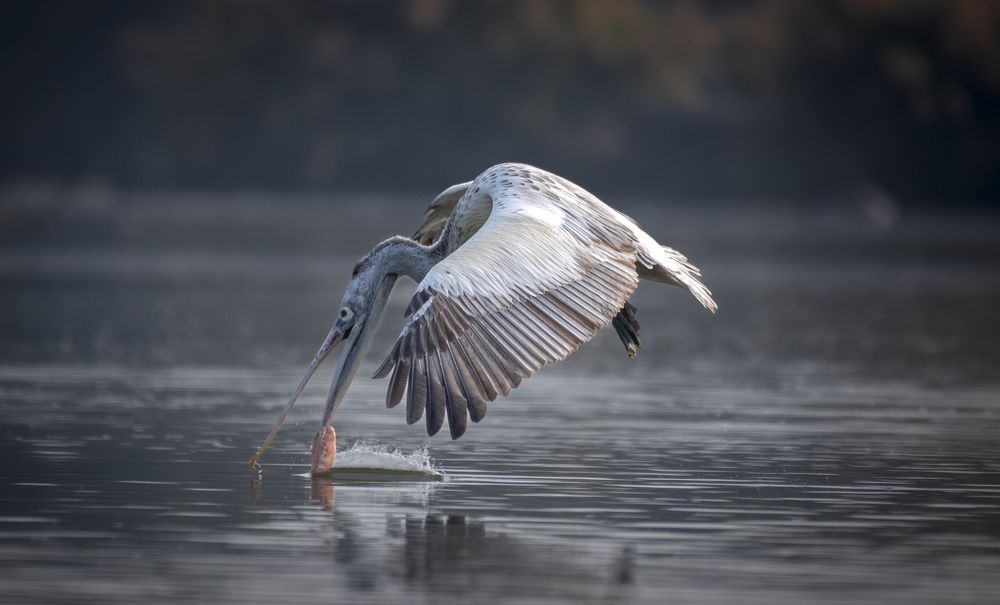 Photograph by Harsha Devalla