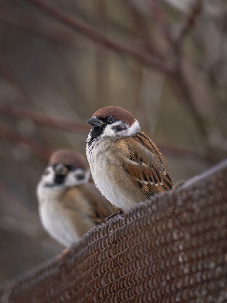 Photograph by Хабаров Сергей