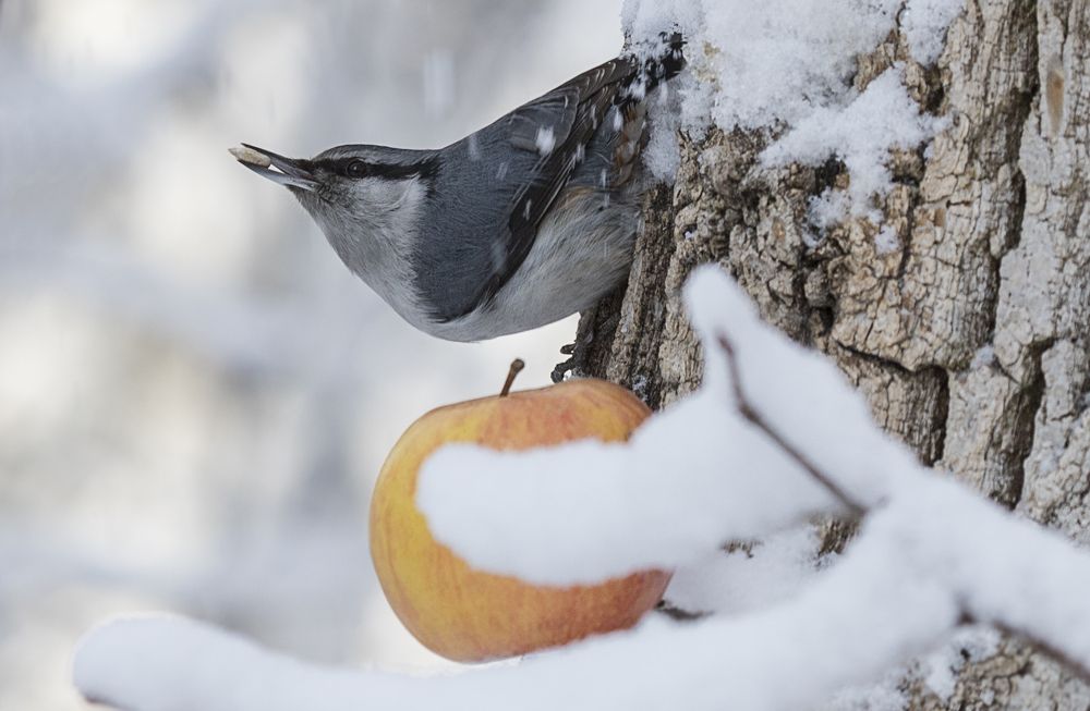Фотография автора Andrey Pristyazhnyuk