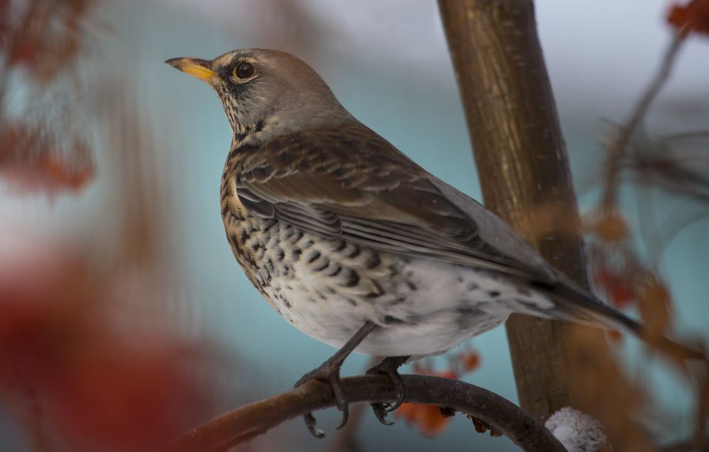 Фотография автора Andrey Pristyazhnyuk