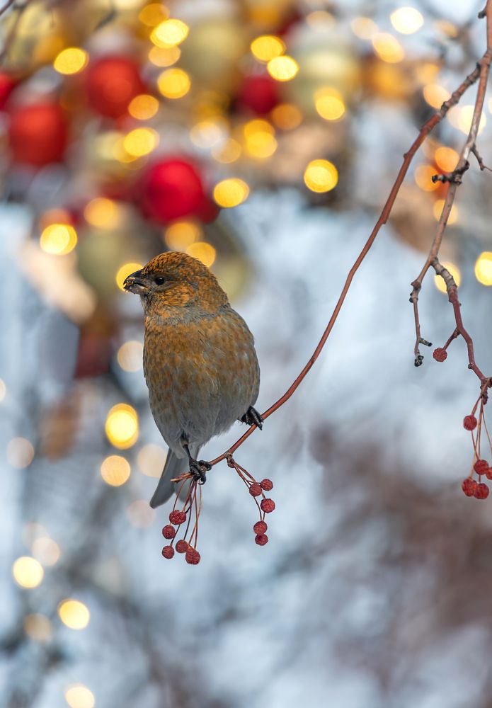 Фотография автора Andrey Pristyazhnyuk