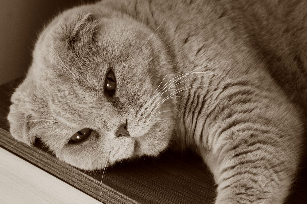 Photograph by Анастасия Якубовская