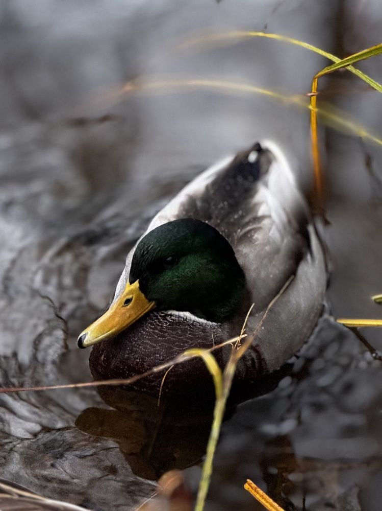 Photograph by Татьяна Смирнова