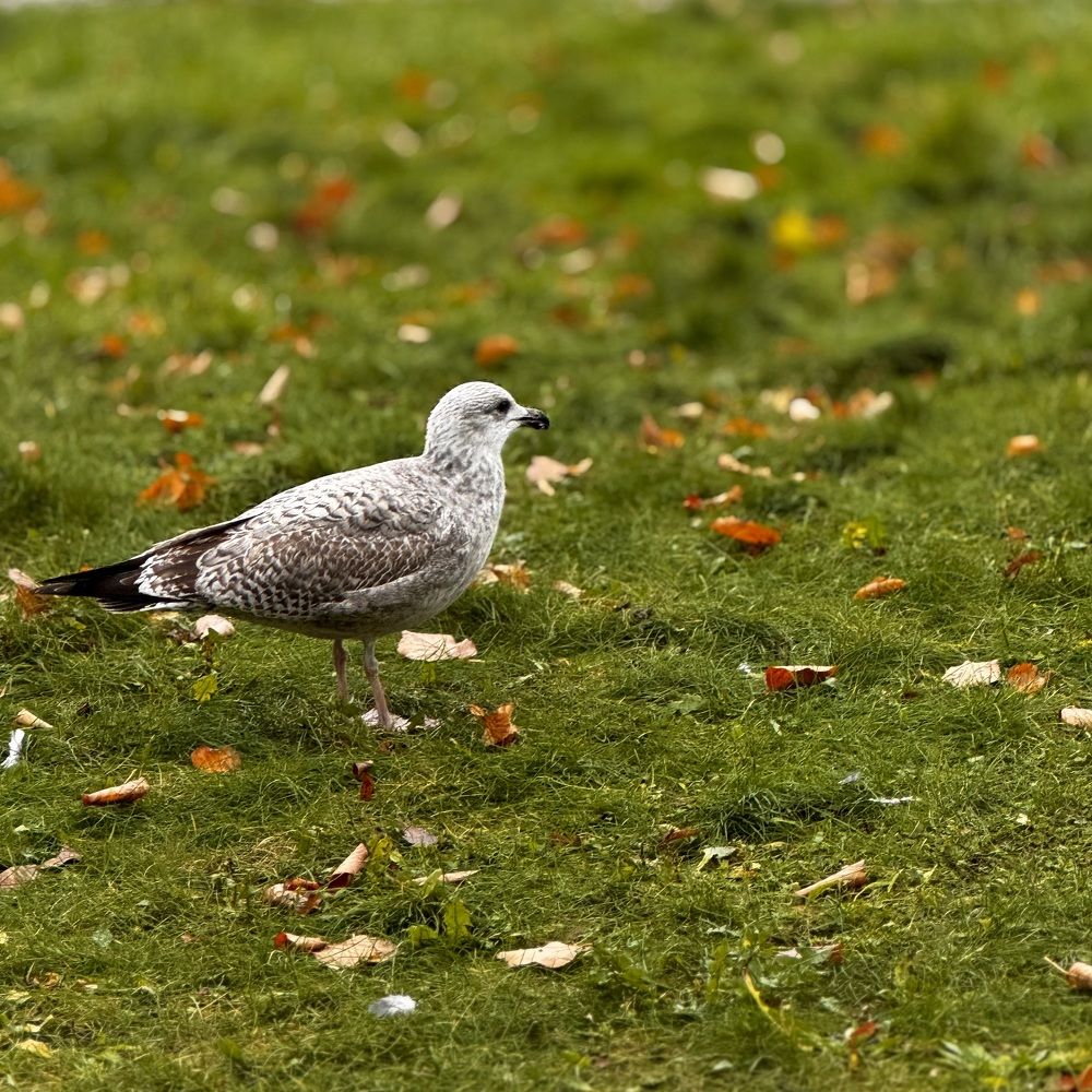 Photograph by Татьяна Смирнова
