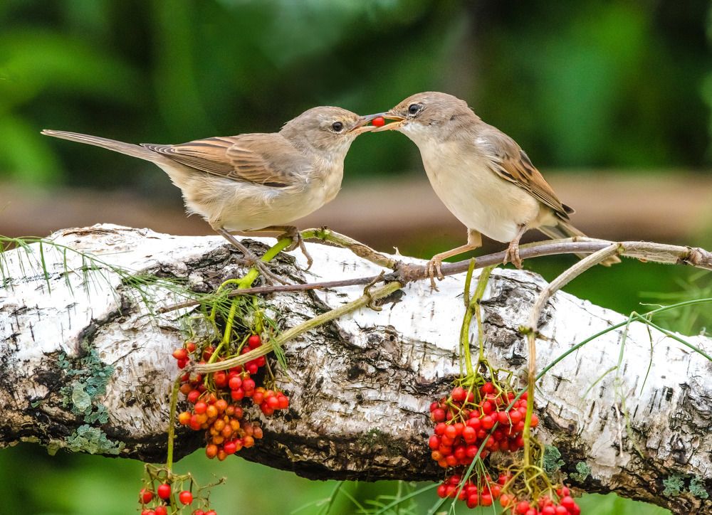 "Из рук в руки"