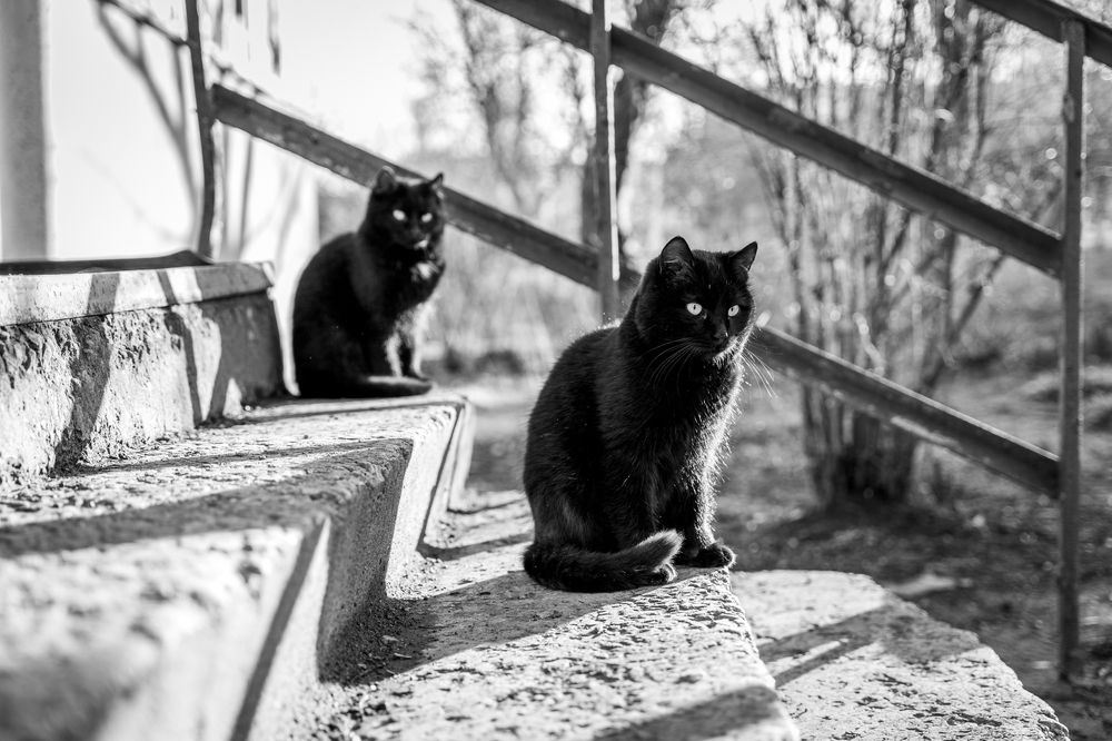 Братья наши меньшие