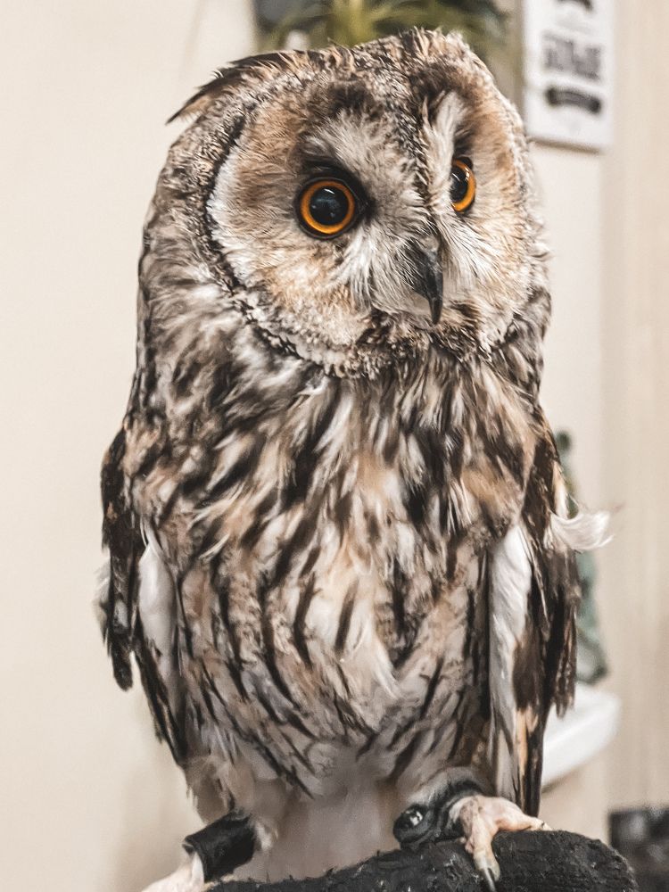 Photograph by Светлана Смук