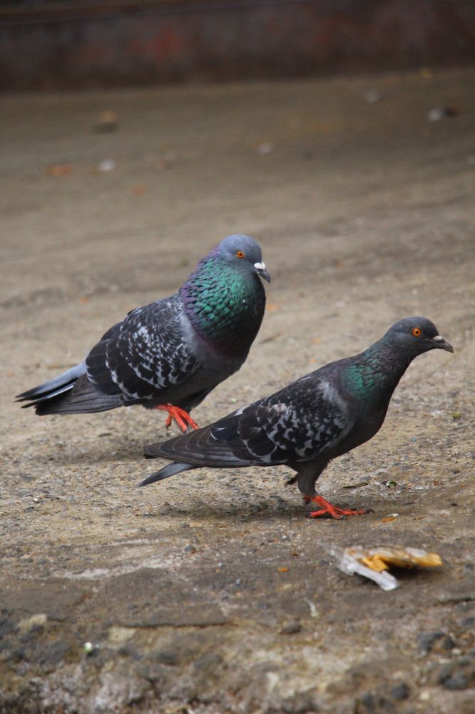 Photograph by Dewindu H. Fernando