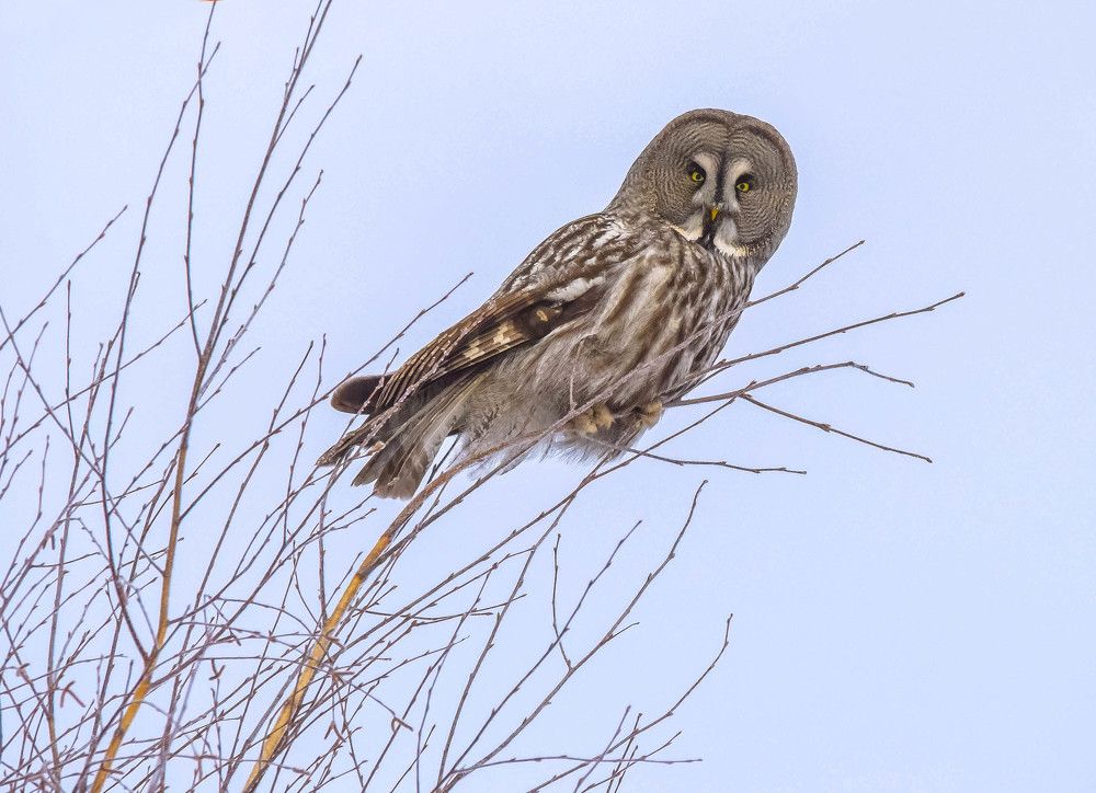 Охота удалась!