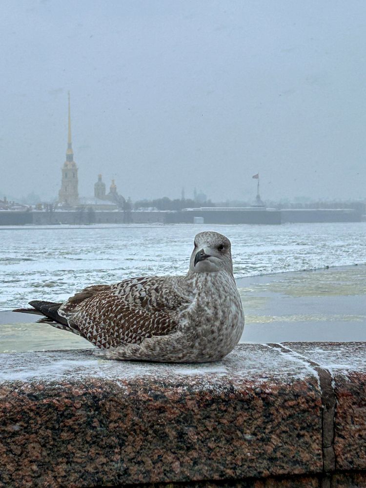 Photograph by Татьяна Шмакова