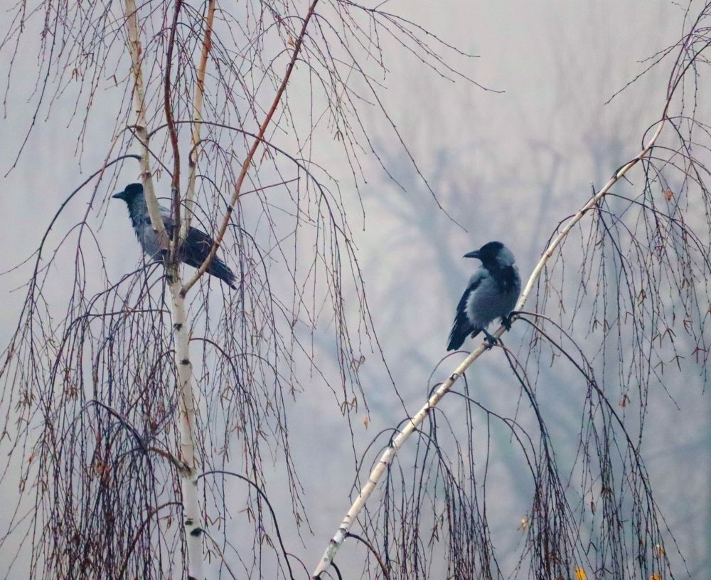 Фотография автора Татьяна Миранович