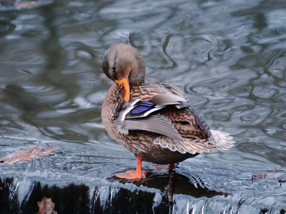 Фотография автора Татьяна Миранович