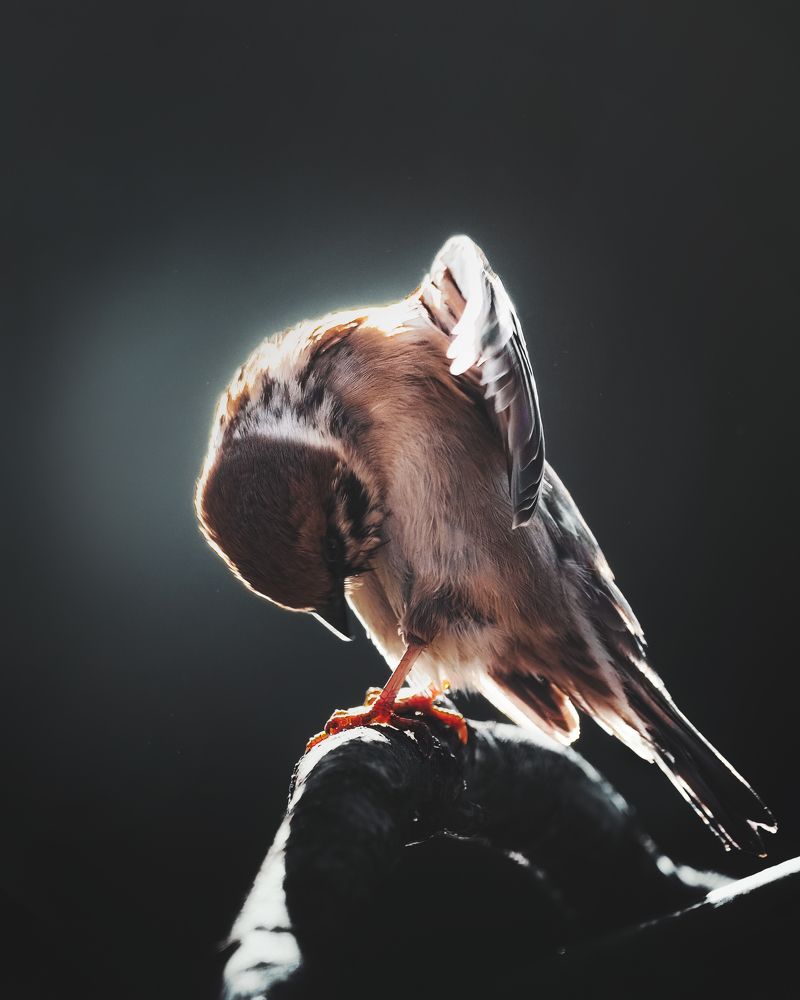 Photograph by Маргарита Смоленская