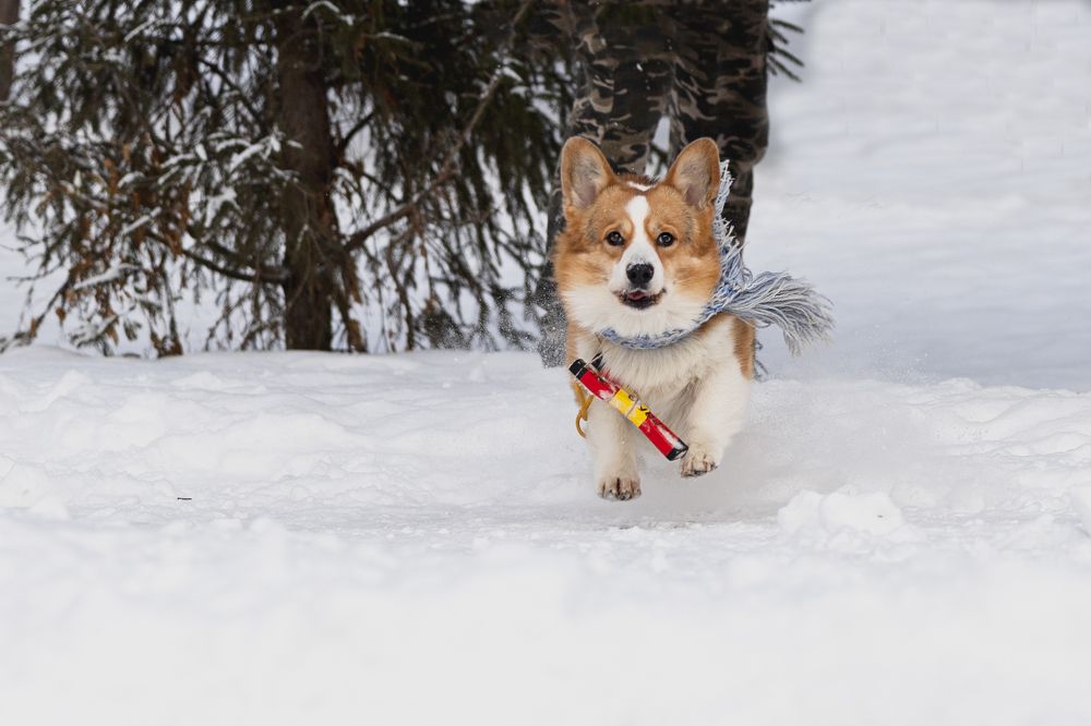 Фотография автора Елена Попова