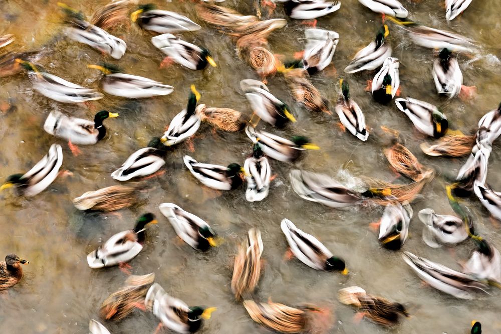 Утиная жизнь