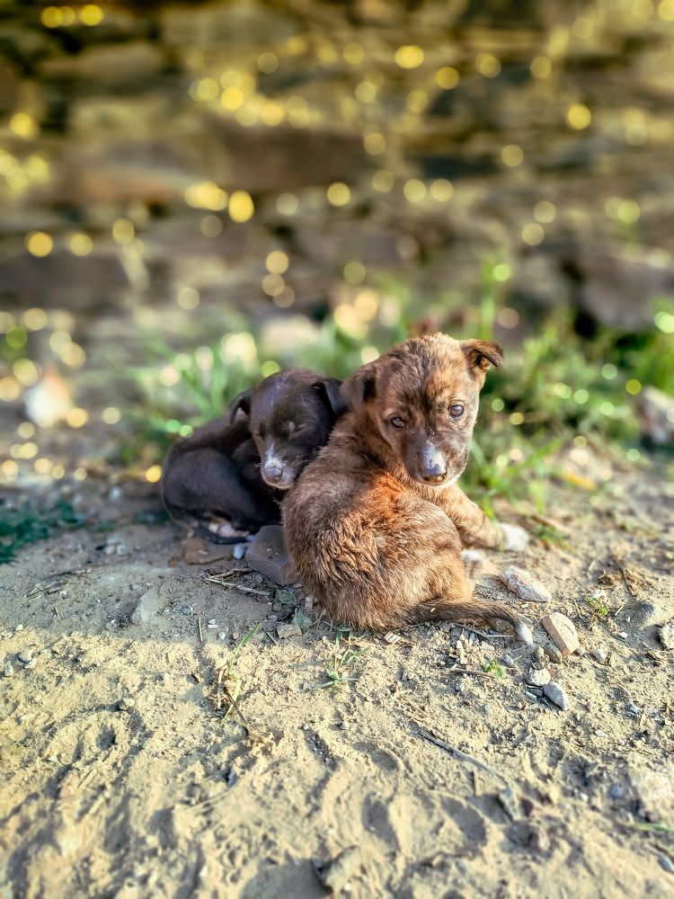 Photograph by Rohit Kumar