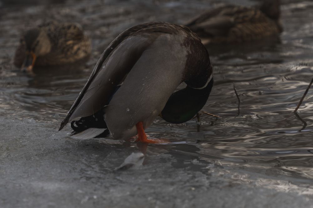 Фотография автора Елена Попова