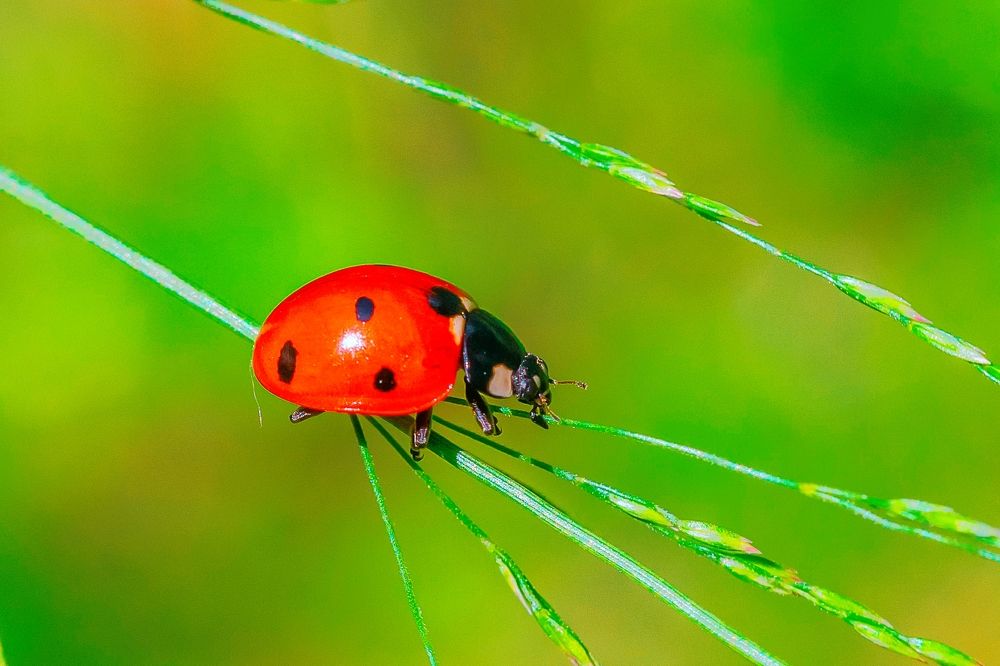 Фотография автора Николай Бологов