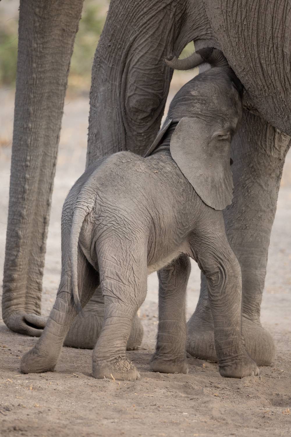 Фотография #11767683