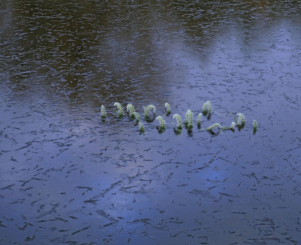 Озябшие водоросли