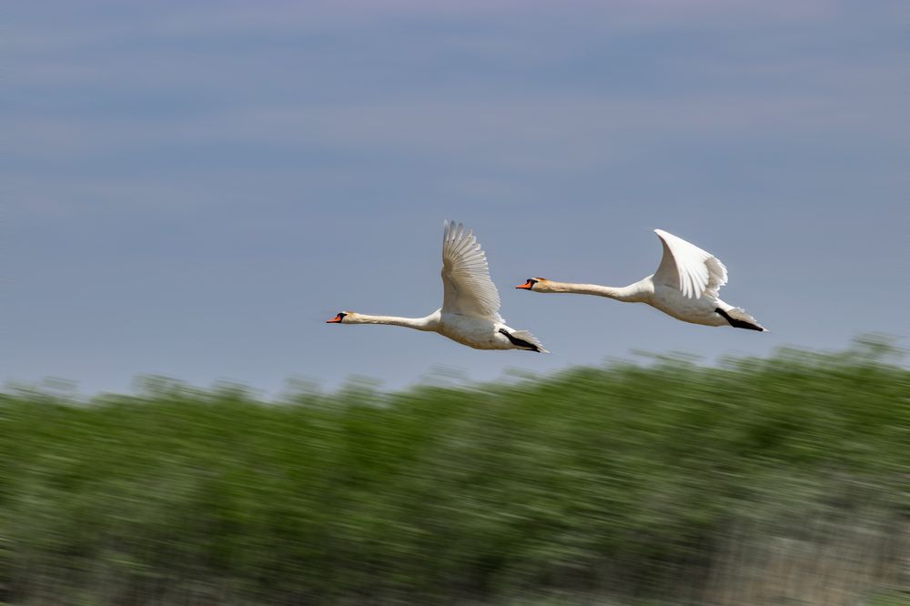 Photograph by Lapin Vitaly