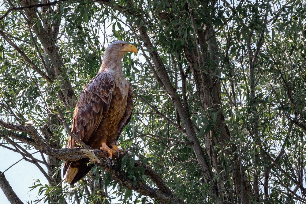 Photograph by Lapin Vitaly