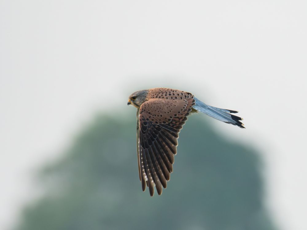 Фотография автора Anandhu M