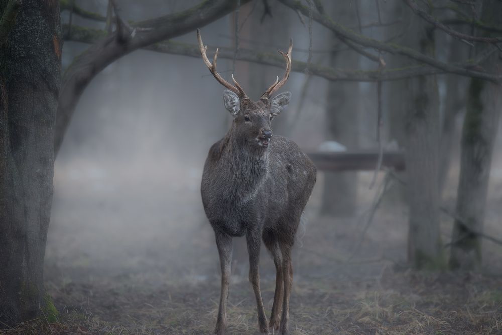 Photograph by Сергей Немцев