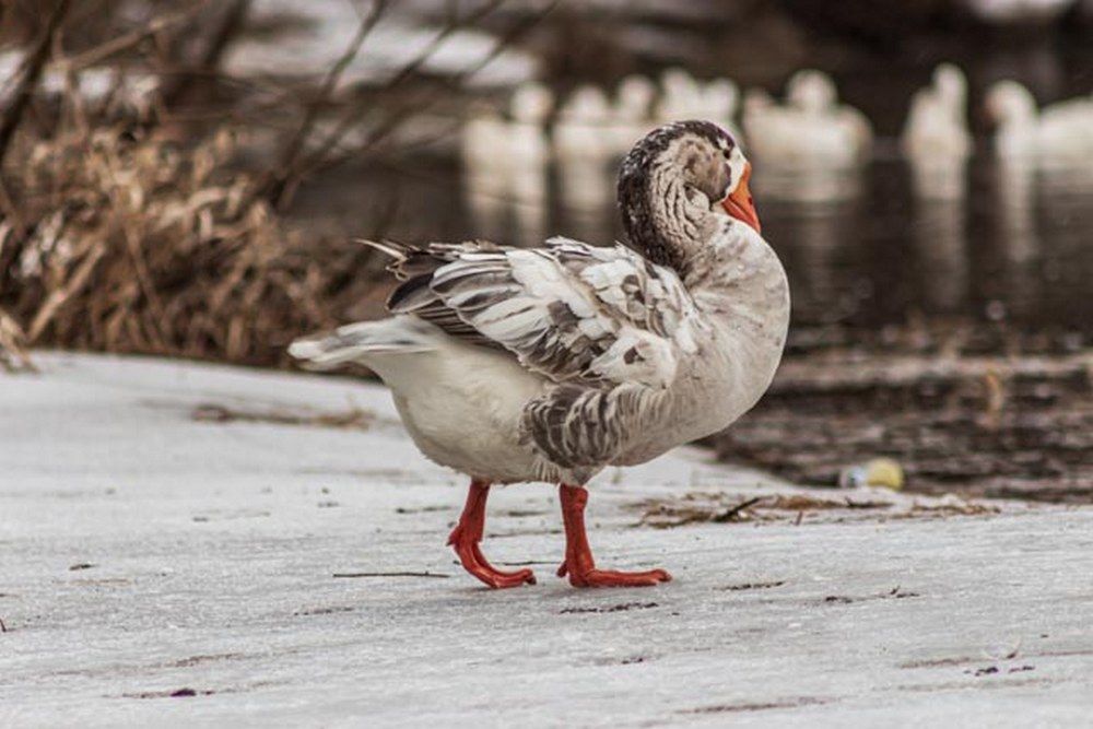 Фотография автора Виталий Дузь