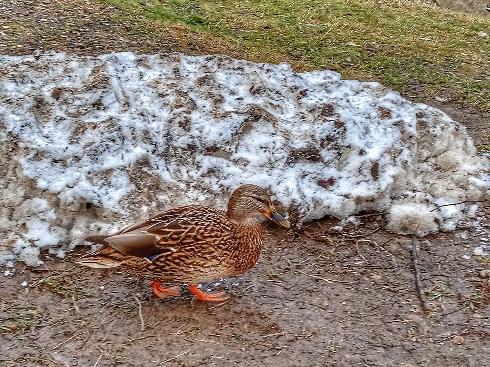 Серая шейка