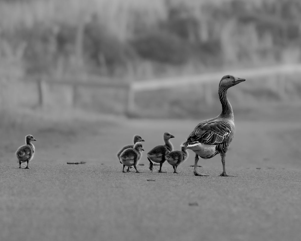 Фотография автора Оксана Дорн